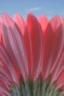 USA-Washington State-Seabeck Underside close-up of a gerbera daisy Art Print